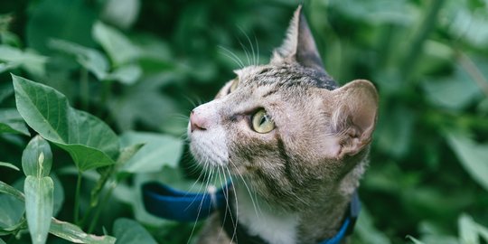 Habitat Asli Kucing Domestik, Ketahui Sejarah dan Ciri-cirinya