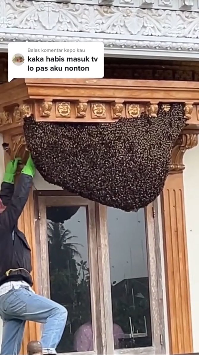 Sampai Hasilkan Madu Begini Potret Sarang Lebah Raksasa Di Jendela Rumah Yang Viral