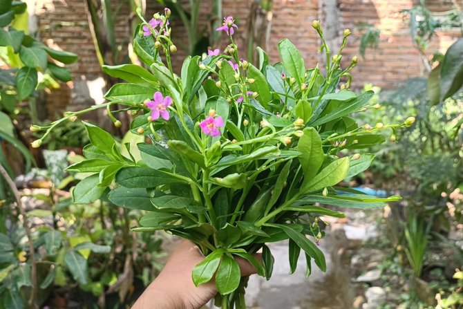 daun ginseng jawa talinum paniculatum sayuran hijau berkhasiat