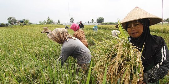 Jokowi Perintahkan BUMN dan Badan Pangan Beli Hasil Panen Petani