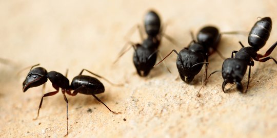 Penelitian: Ada 20 Kuadriliun Semut di Bumi