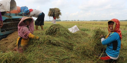 Pemerintah Tetapkan Anggaran Ketahanan Pangan di 2023 Rp95 Triliun