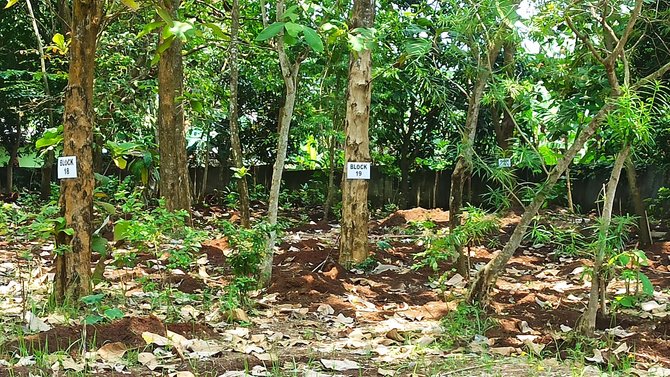 lokasi ratusan jasad masih utuh di makam cilegon