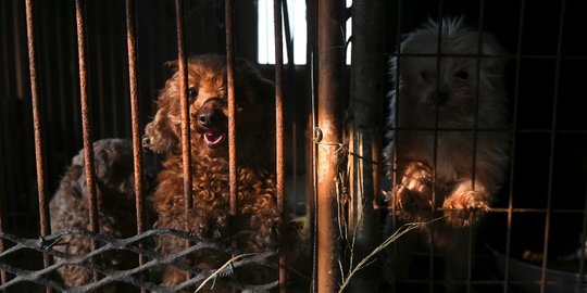 Konsumsi Daging Anjing di Solo Turun