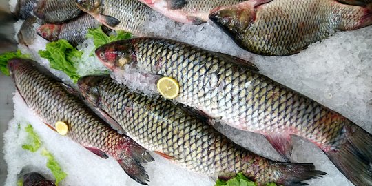 Mahasiswa UGM Kembangkan Fitur Pendeteksi Kesegaran Ikan, Begini Cara Kerjanya