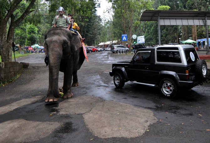 wisatawan di taman safari indonesia