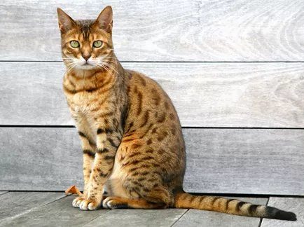 ilustrasi kucing hybrid