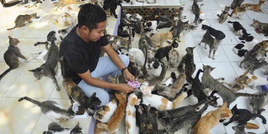 Melihat Ribuan Kucing Terlantar Ditampung di Parung