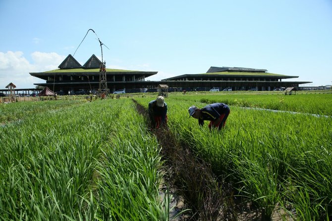 bandara banyuwangi