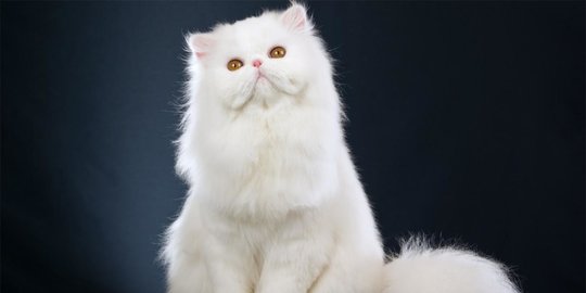 Memelihara Kitten Anggora? Ini Dia Tips yang Perlu Diketahui