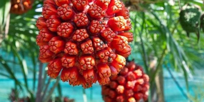 Buah Hala: Superfood dari Hutan Tropis yang Beragam Manfaat