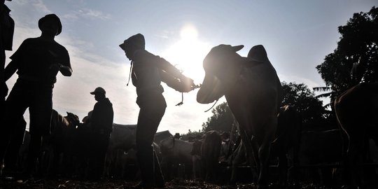 Hampir Dua Bulan Ditutup Imbas PMK, Pasar Hewan di Bali Kembali Dibuka