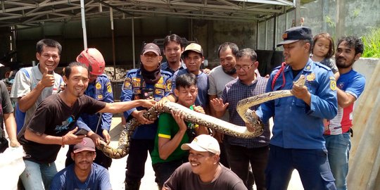 Ular Sanca Kembang Ditemukan di Bawah Peti Kemas Kawasan Pergudangan Sentul