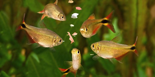 Nama Lucu untuk Ikan Hias, Sederhana Mudah Diingat