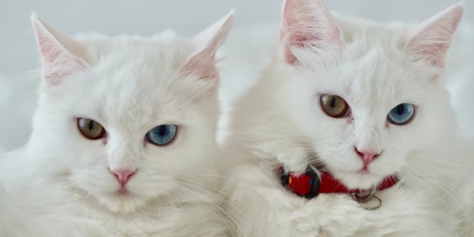 Perbedaan Kucing Jantan dan Betina, Mulai dari Penampilan hingga Kepribadian