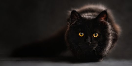 Keistimewaan Kucing Persia Hitam, Ini Fakta Menariknya