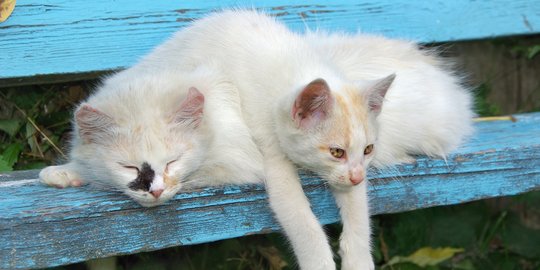 Penyakit Scabies Kucing, Ketahui Gejala, Penyebab dan Cara Mengobatinya