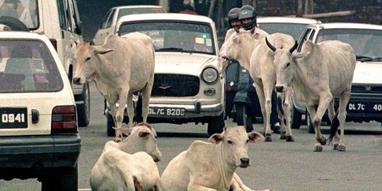 Ribuan Sapi Serbu Kantor Pemerintah di Gujarat India