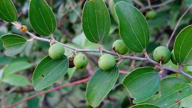 manfaat daun bidara