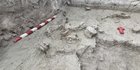 Penemuan Fosil Gajah Berusia 12 Ribu Tahun di Chile
