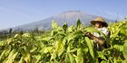 Petani Tembakau: Jangan Naikkan Cukai Pak, Beri Kami Kesempatan untuk Pulih