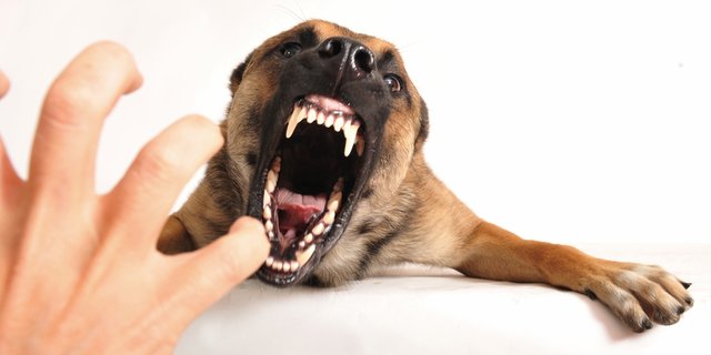 Ditinggal Pemilik Selama Sepekan, Anjing Lapar di Tangerang Serang Anak Warga