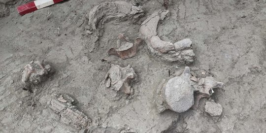 Fosil Gajah Berusia 12.000 Tahun Ditemukan di Chile
