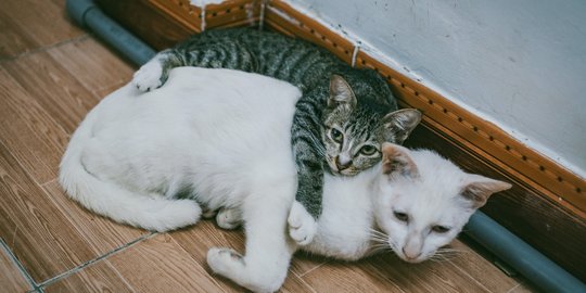 Puluhan Kucing di Tasikmalaya Mati Mengenaskan dan Dimutilasi