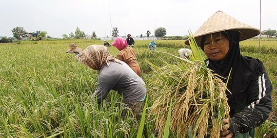 Upah Harian Buruh Tani Naik pada September 2022