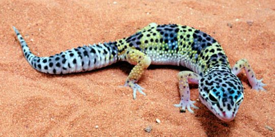 Tips dan Trik Memelihara Leopard Gecko