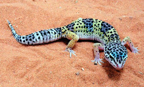 gecko leopard