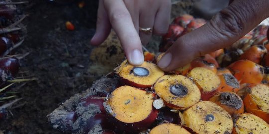 Harga Jual Minyak Makan Merah Rp9.000 Dinilai Tak Rugikan Petani