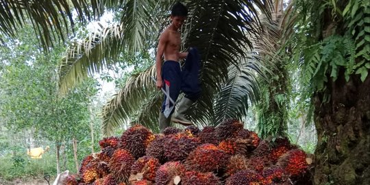 Tambah Pasokan Minyak Goreng, Holding PTPN Bangun Pengolahan Kelapa Sawit Mini