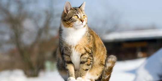 10 Ciri Kucing Hamil yang Jarang Diketahui, Putingnya Membesar