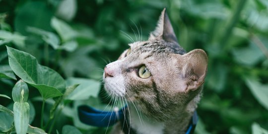 Penyebab Kucing Sakit Tidak Mau Makan, Berikut Cara Mengatasi