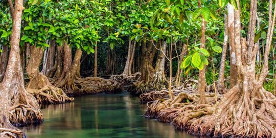 Apakah Manfaat Hutan Bakau Bagi Lingkungan dan Manusia? Begini Penjelasan Lengkapnya