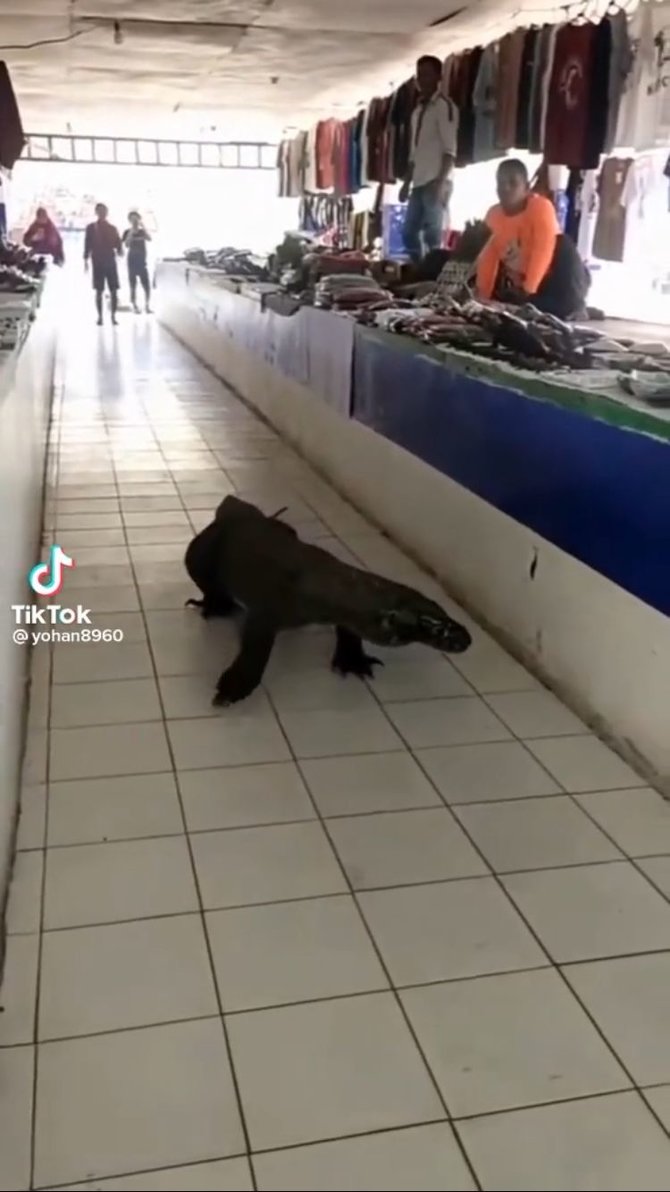 bikin ngeri begini momen komodo masuk pasar tradisional di labuan bajo