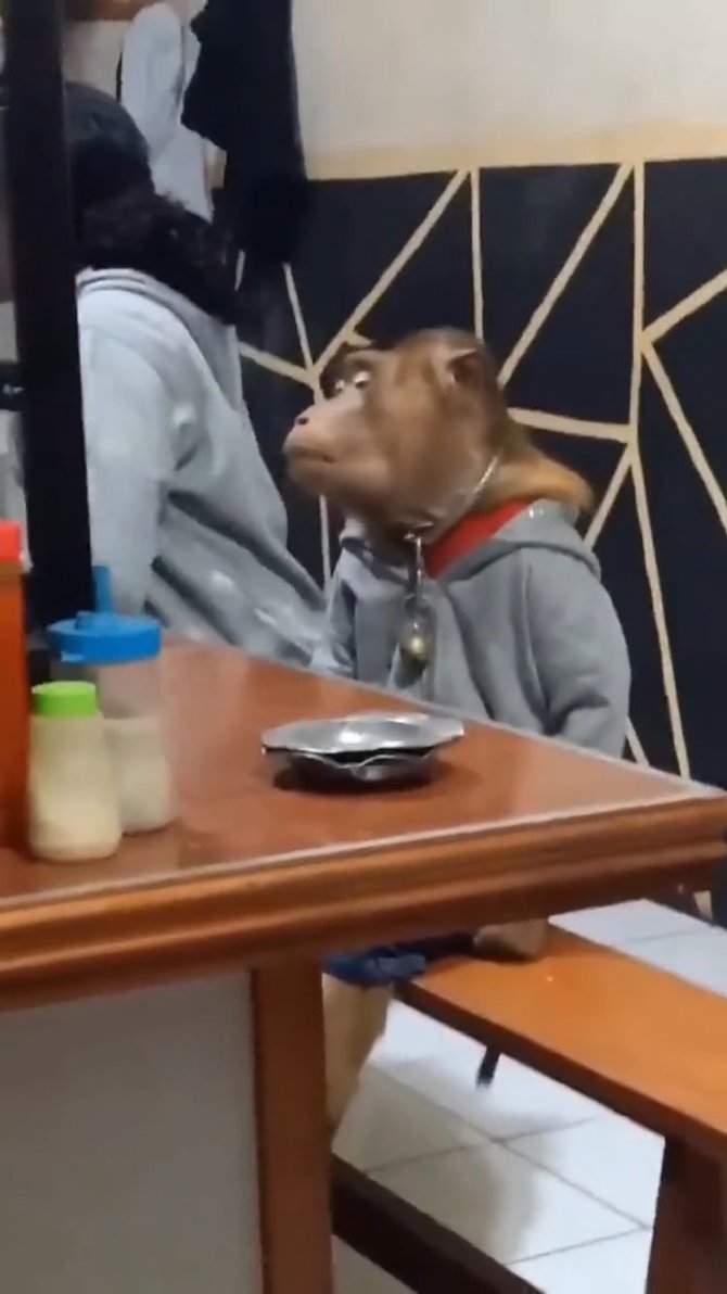 viral monyet nongkrong di warmindo pakai hoodie bikin ngakak