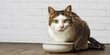 8 Makanan Kucing Basah yang Lezat dan Bergizi, Jaga Kebutuhan Nutrisinya