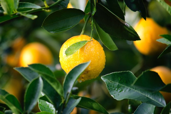 ilustrasi buah lemon