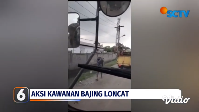 aksi kawanan bajing loncat di medan