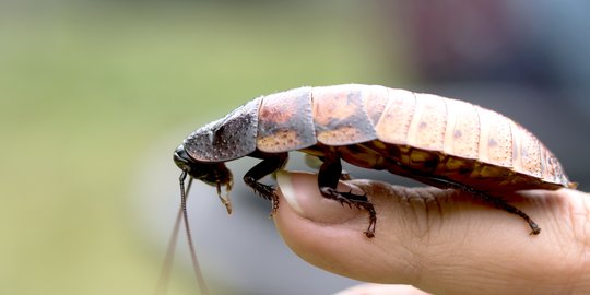 Sempat Dianggap Punah 80 Tahun Lalu, Kecoak Pemakan Kayu Ini Ternyata Masih Hidup