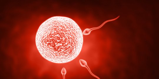 Mengenal Proses Spermatogenesis dan Oogenesis, Berikut Penjelasannya