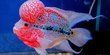 Intip Besarnya Potensi Bisnis Ikan Hias Indonesia, Berpeluang untuk Ekspor