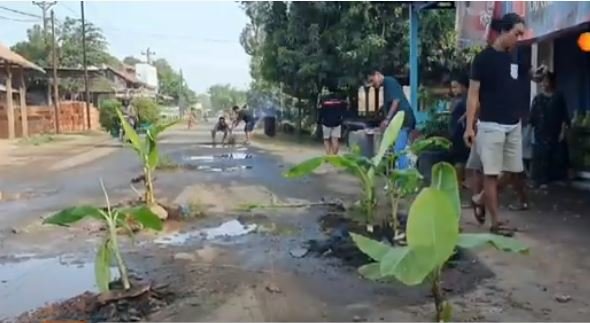 warga di jateng tanam pohon pisang di tengah jalan