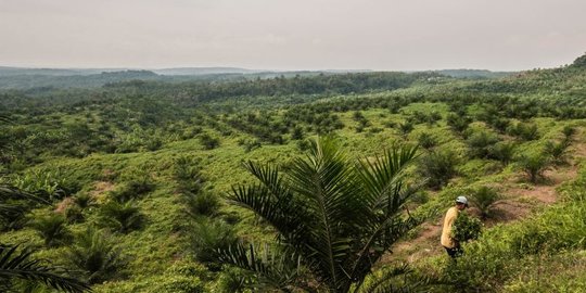 Kelapa Sawit Di Indonesia, Antara Cuan Dan Kerusakan Lingkungan ...