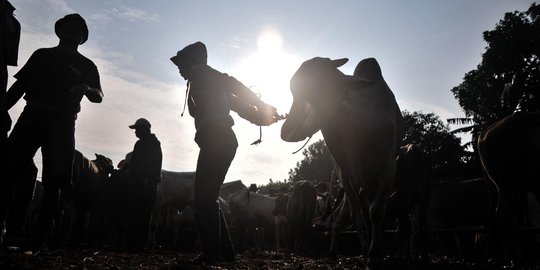 Pasar Hewan Terbesar di Bali Dibuka, Sapi Belum Vaksin Tidak Dilayani