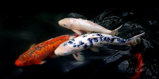 10 Penyakit Ikan Koi dan Cara Pengobatannya, Jangan sampai Keliru