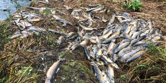Ilmuwan Temukan Lebih dari 60.000 Ikan Salmon Mati di Dasar Sungai Kanada