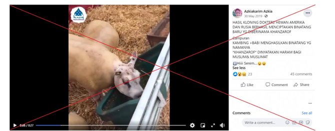cek fakta tidak benar hewan ini hasil kloning babi dengan sapi